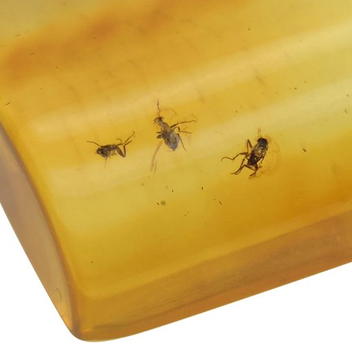 Amber With Insects Pendant - Image 4